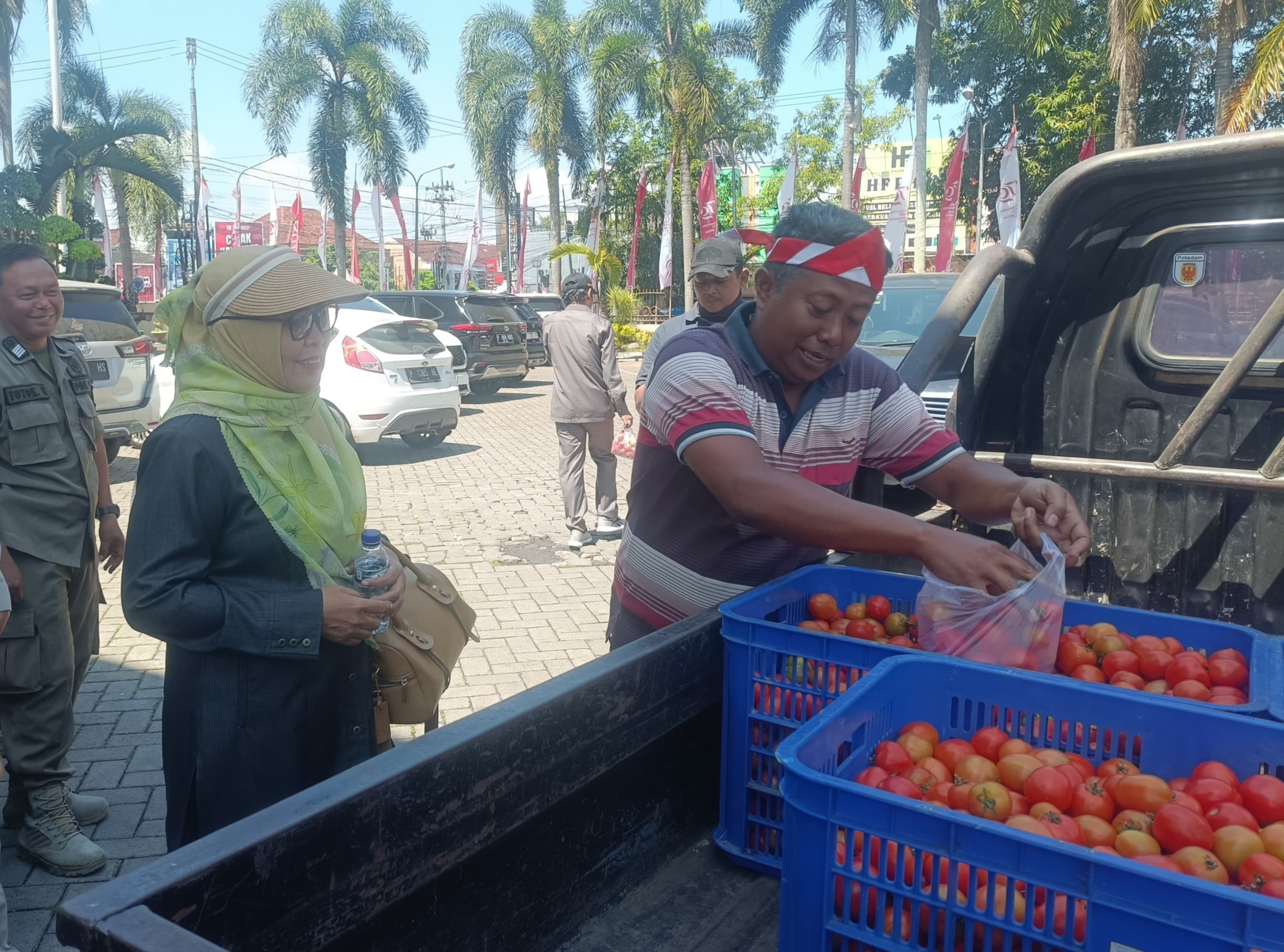 HARGA ANJLOK PETANI DI JEMBER BAGIKAN TOMAT GRATIS, ANGGOTA DEWAN JUGA KEBAGIAN