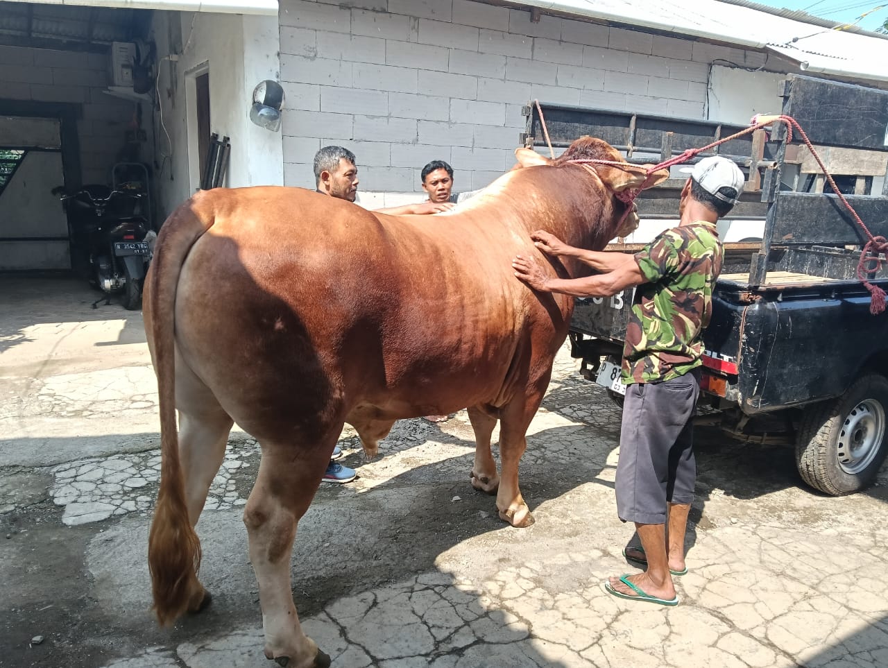 HEWAN KURBAN LARIS MANIS, PETERNAK JEMBER SIAP KIRIM KE LUAR KOTA