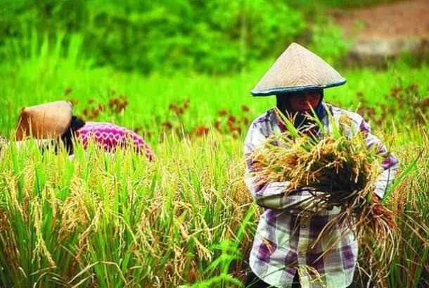 prabowo-siapkan-rp-15-triliun-untuk-cetak-sawah-baru-pengamat-pertanian-unej-solusi-swasembada-pangan-tanpa-impor