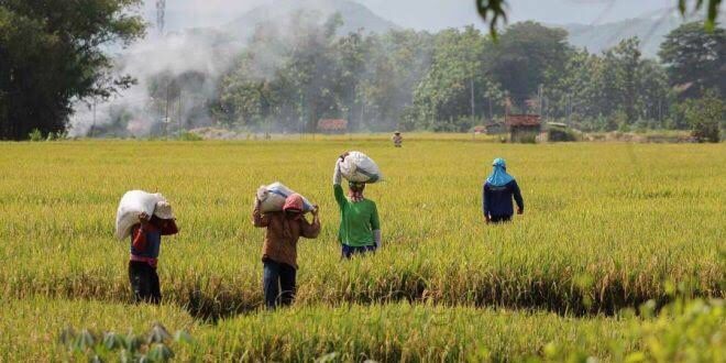 LAHAN PRODUKTIF DI JEMBER BERALIH FUNGSI, BUTUH KEJELASAN KEBIJAKAN TATA RUANG WILAYAH