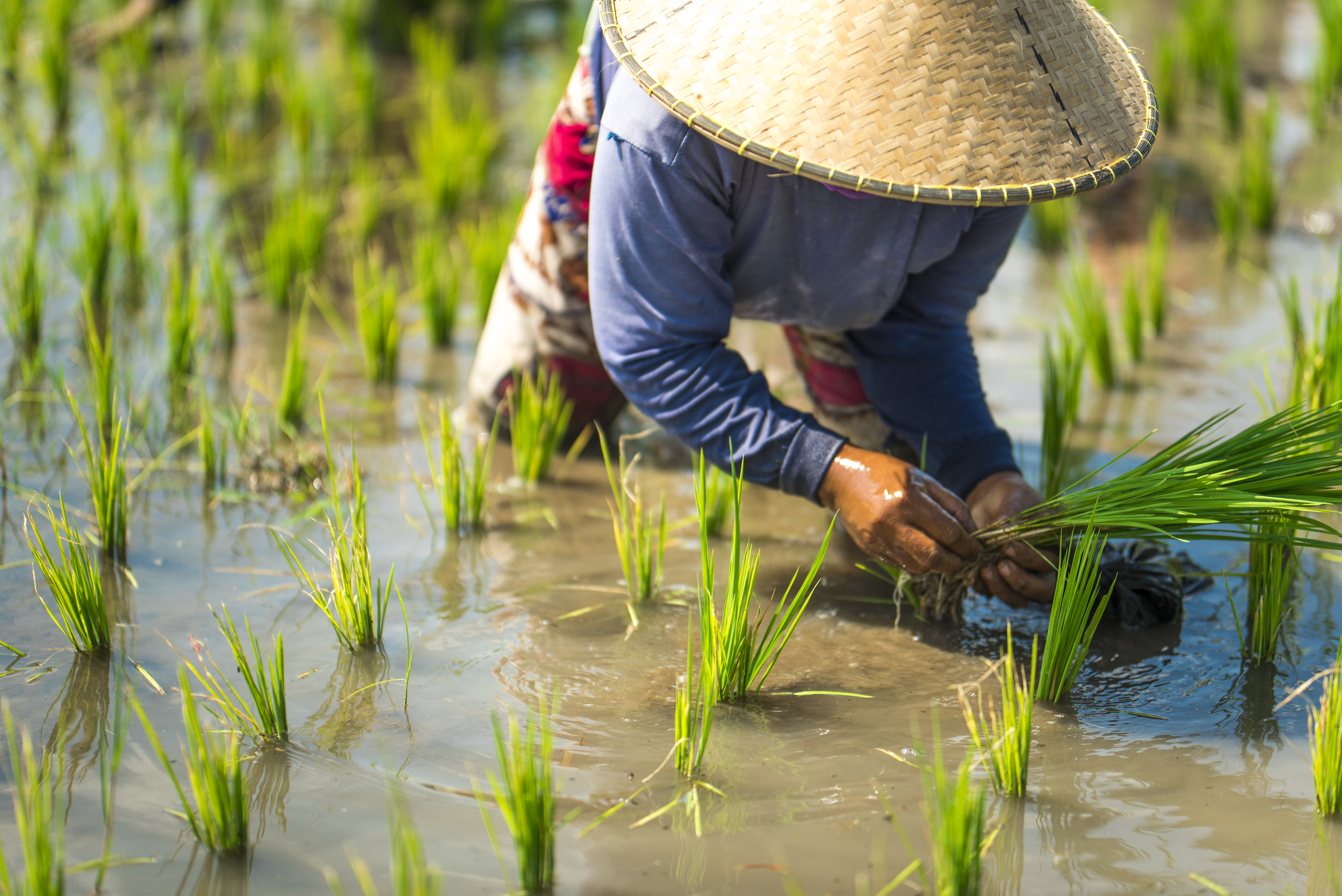 minat-generasi-muda-untuk-jadi-petani-turun-ini-dampaknya-bagi-kita