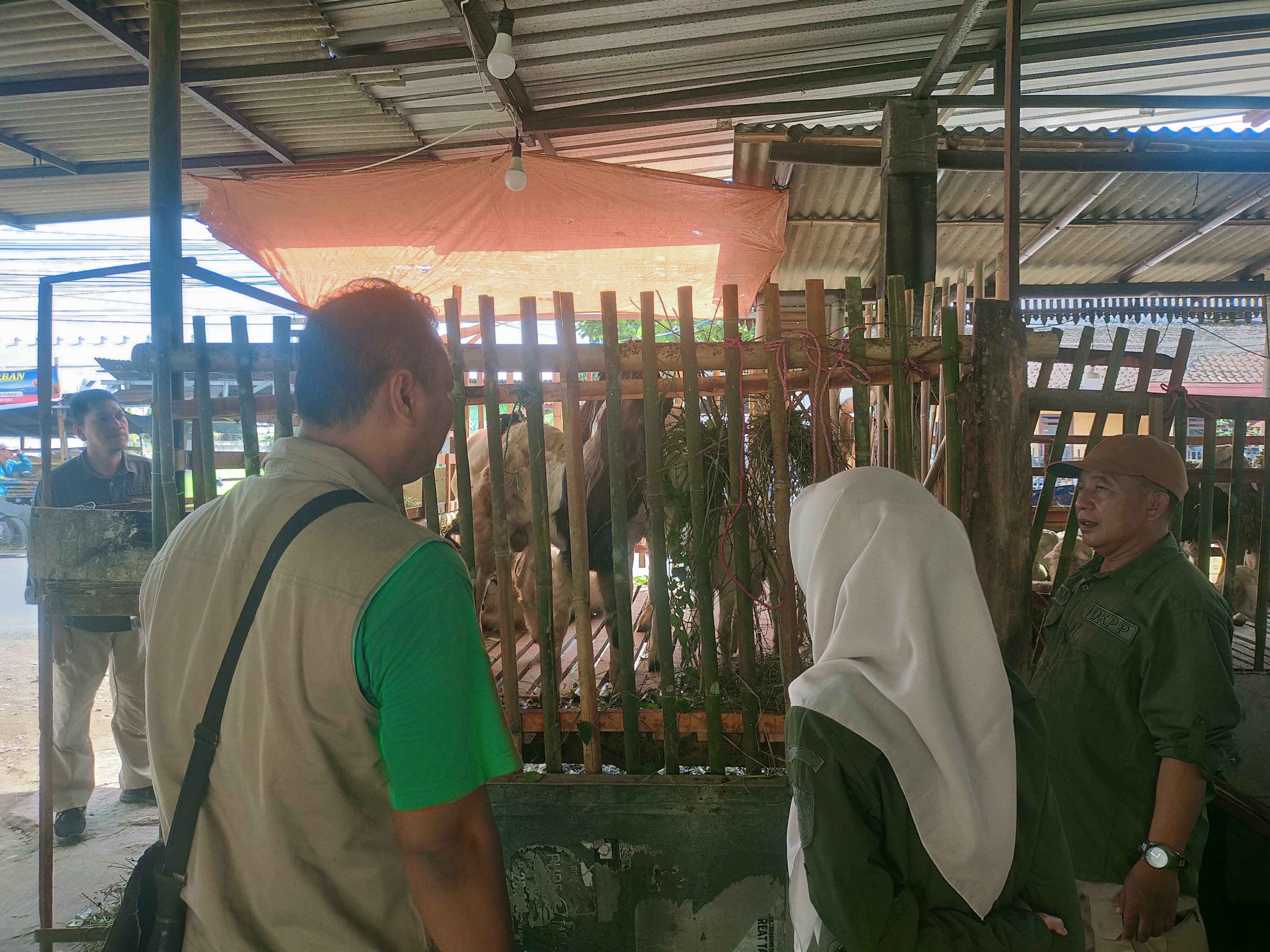 SIDAK PEDAGANG HEWAN KURBAN, DKPP JEMBER TEMUKAN TERNAK SAKIT