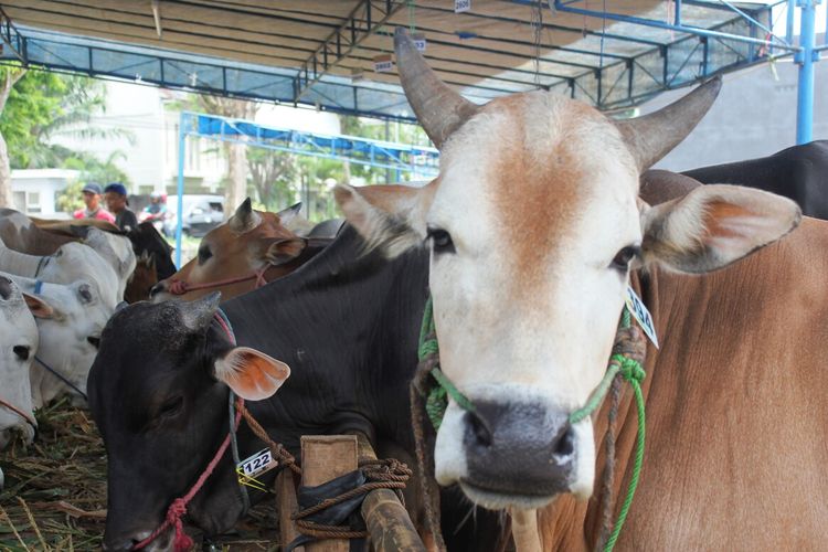 PERSIAPAN PEDAGANG HEWAN KURBAN JELANG IDUL ADHA DI JEMBER