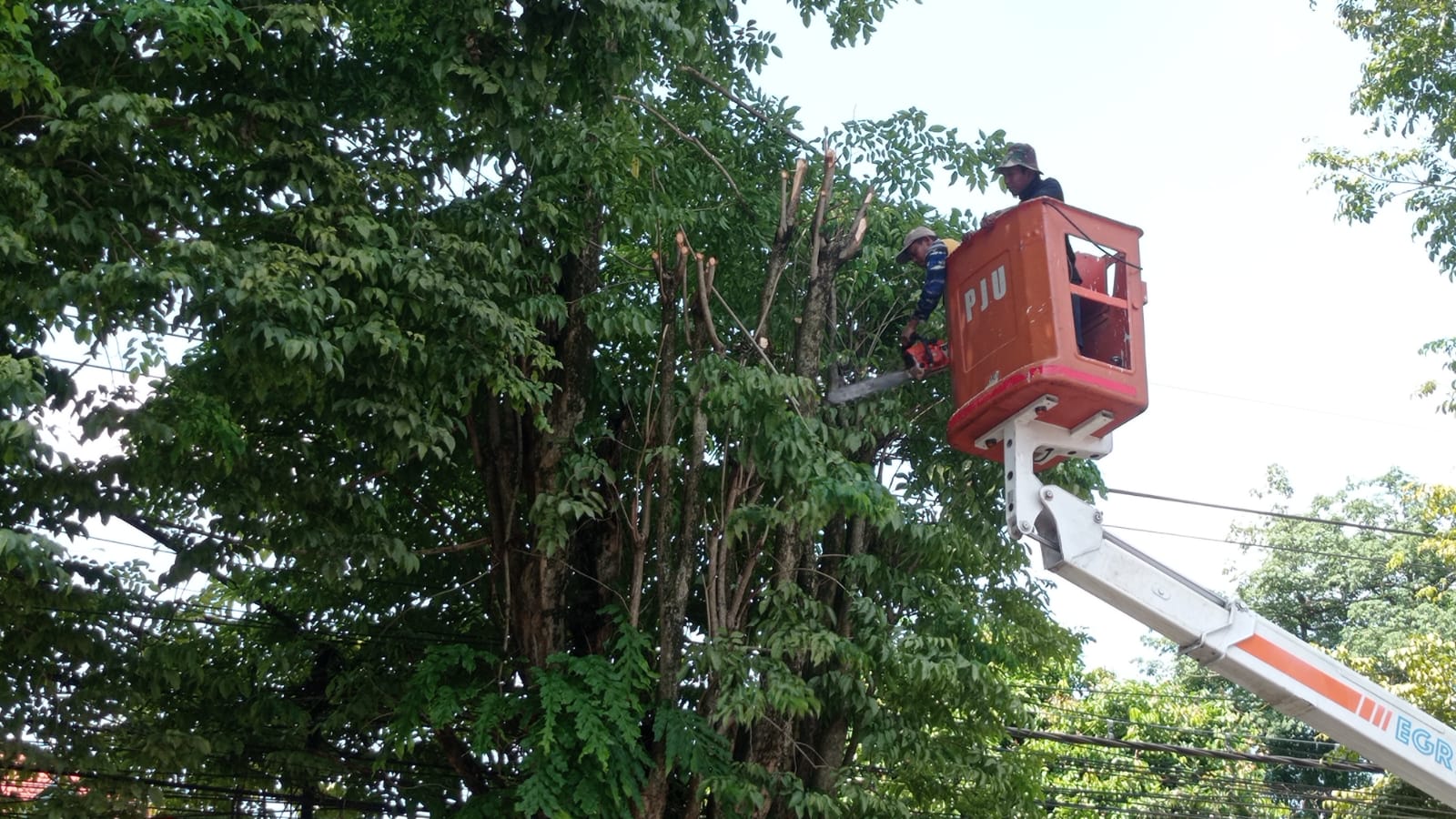 CEGAH POHON TUMBANG, BPBD JEMBER TURUN TANGAN PANGKAS POHON RAWAN BENCANA
