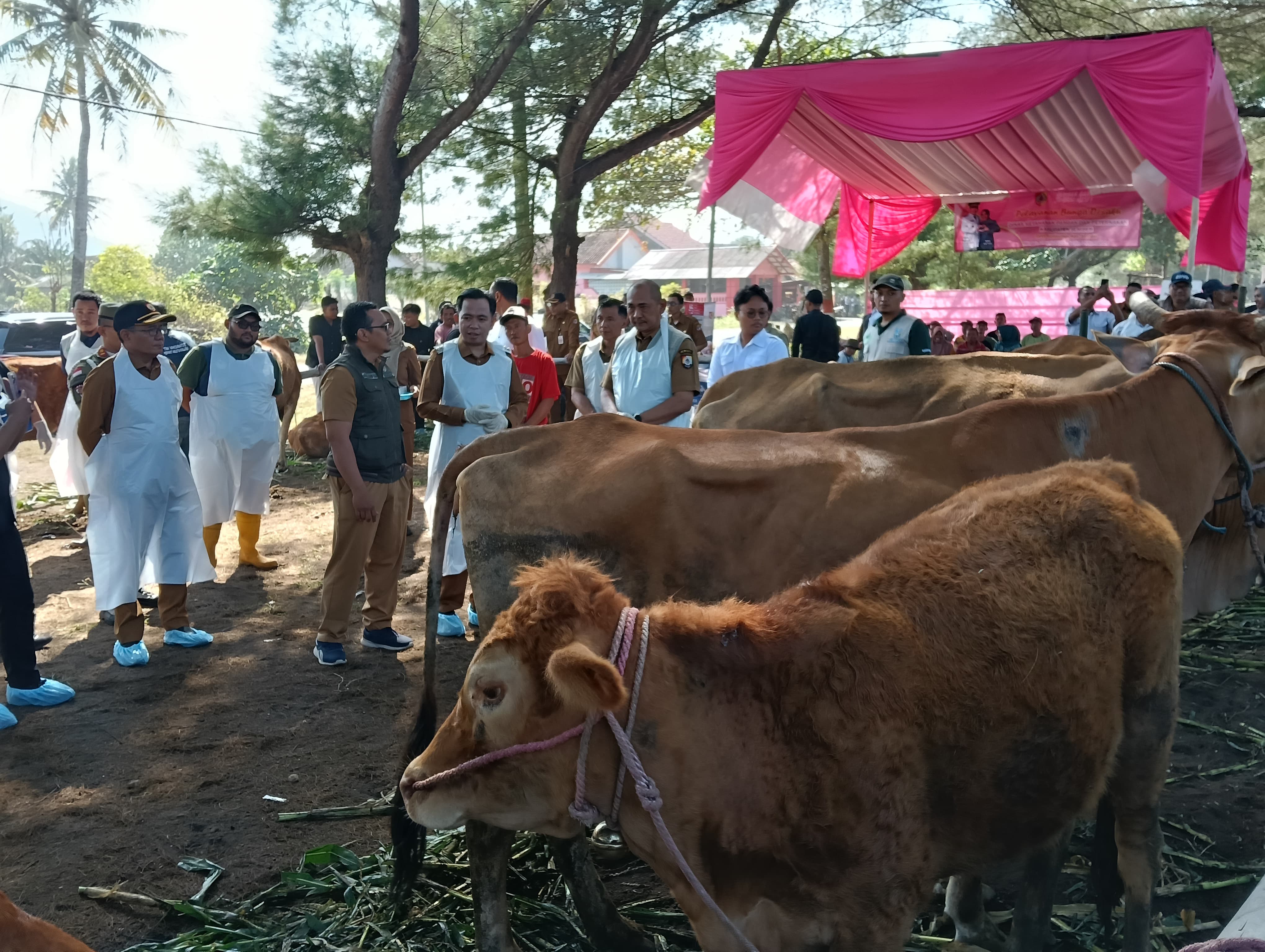 targetkan-swasembada-sapi-jember-siap-penuhi-kebutuhan-daging-sendiri