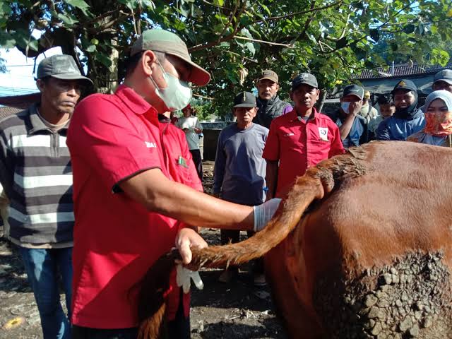 seribu-lebih-ekor-sapi-di-jember-terjangkit-pmk-bantuan-vaksin-belum-mencukupi