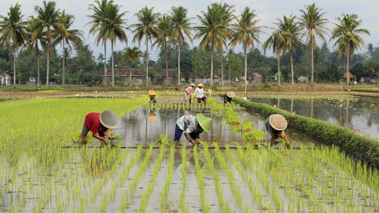 cara-pandang-dan-ketidakpastian-ekonomi-menjadi-faktor-berkurangnya-regenerasi-petani