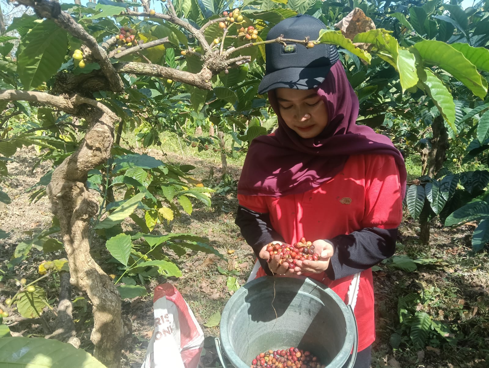 gunung-pasang-disulap-jadi-eduwisata-wisatawan-bisa-petik-kopi-hingga-sadap-karet