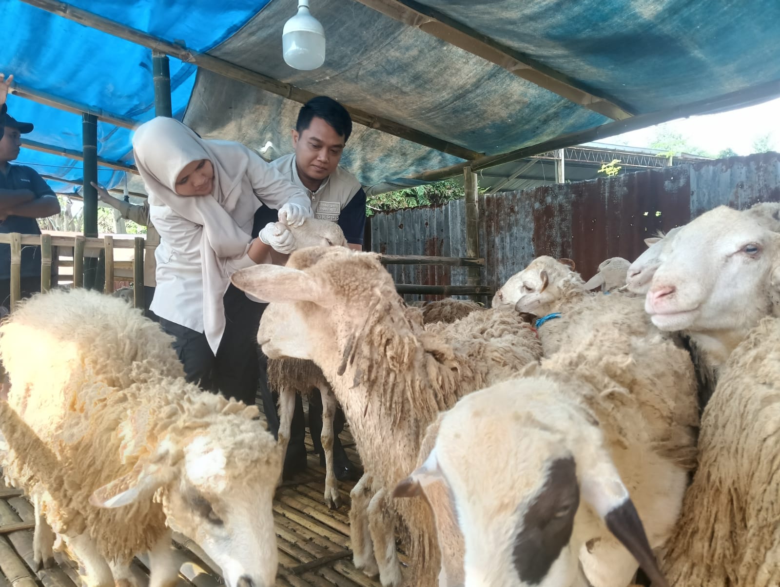stok-kurban-jember-surplus-dkppp-pastikan-ternak-sehat-hingga-hari-penyembelihan