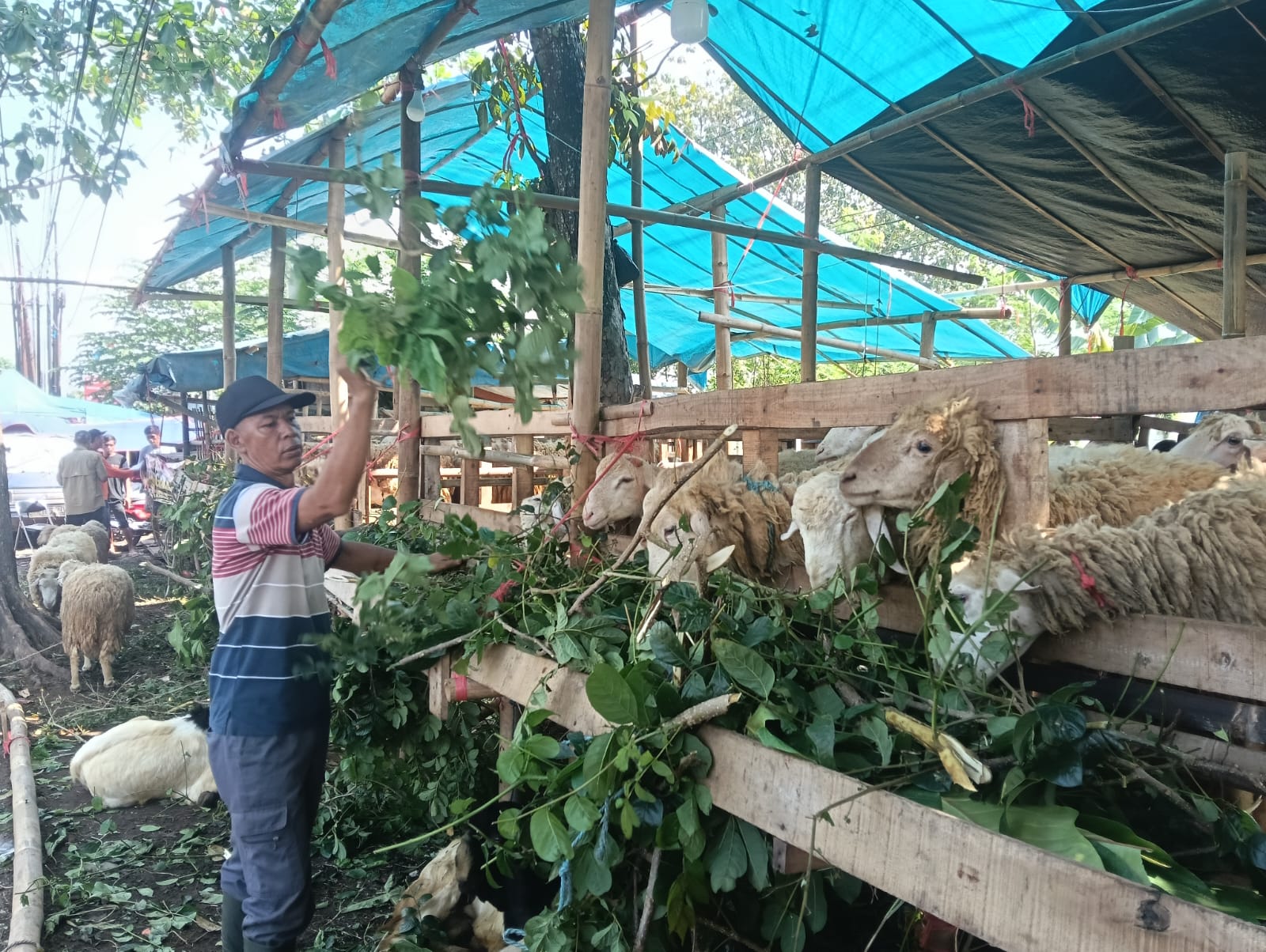 harga-tak-naik-gila-gilaan-jember-klaim-ketahanan-pangan-jelang-idul-adha