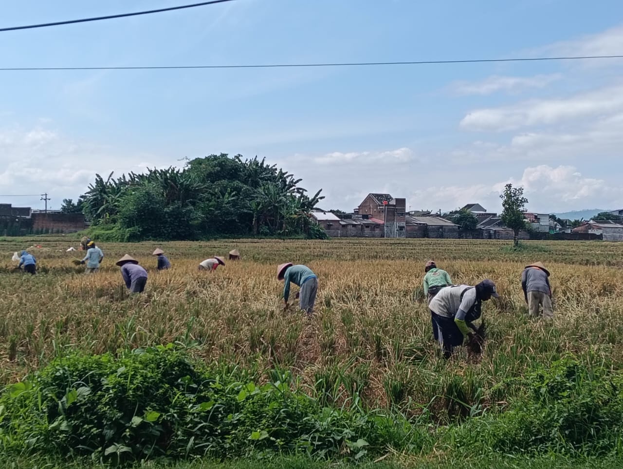 genjot-oplah-8000-hektare-jember-mantapkan-langkah-jadi-lumbung-pangan