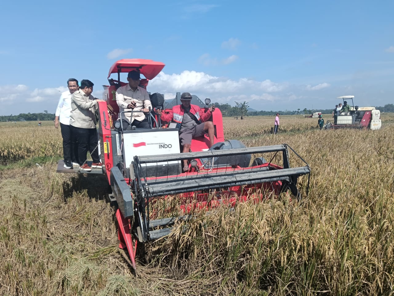 bulog-pastikan-harga-gabah-petani-tetap-stabil-saat-panen