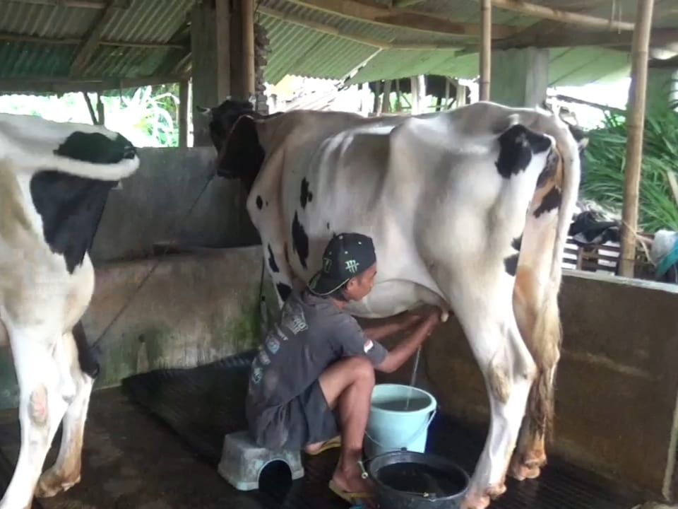 puluhan-tahun-bertahan-rahasia-susu-rembangan-tetap-laku-keras-di-jember