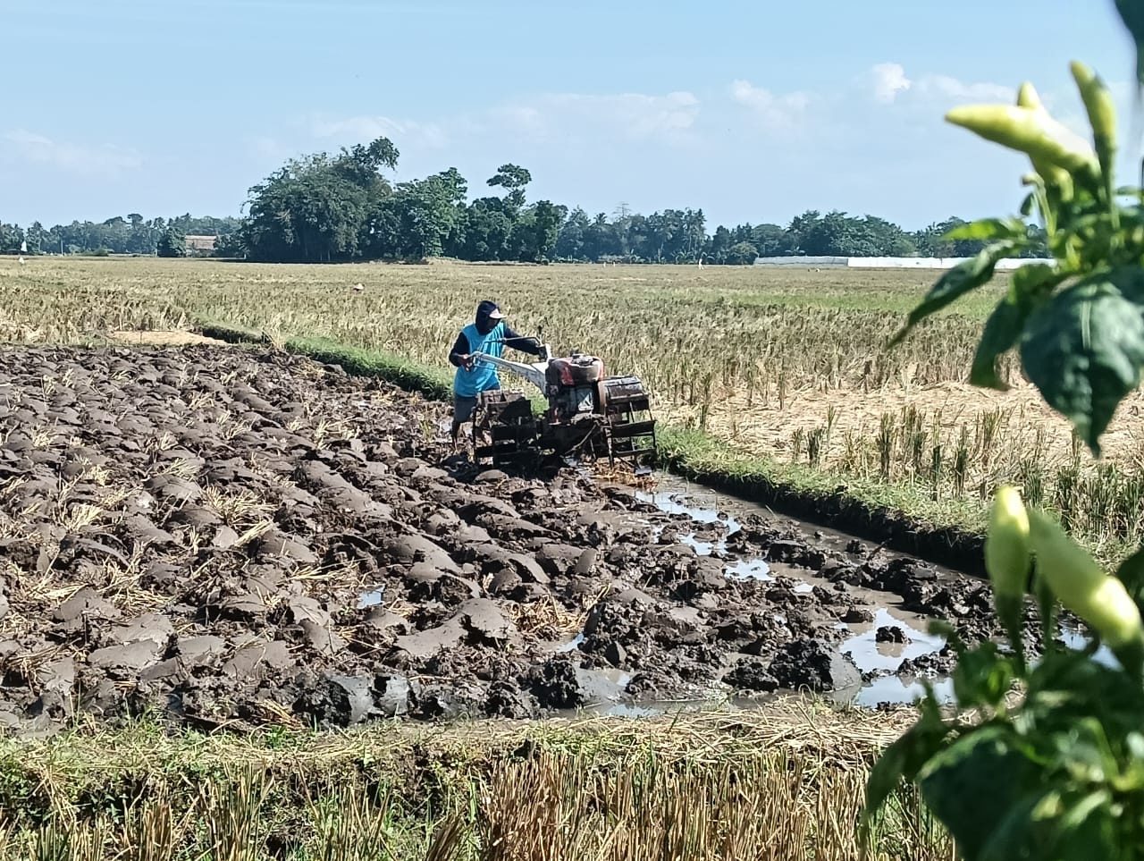 petani-di-jember-minta-pemerintah-percepat-pembangunan-infrastruktur-irigasi